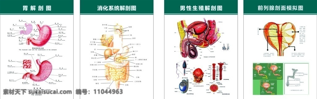 胃部剖面图 消化系统剖面 男性 生殖系统剖面 展板设计 logo设计