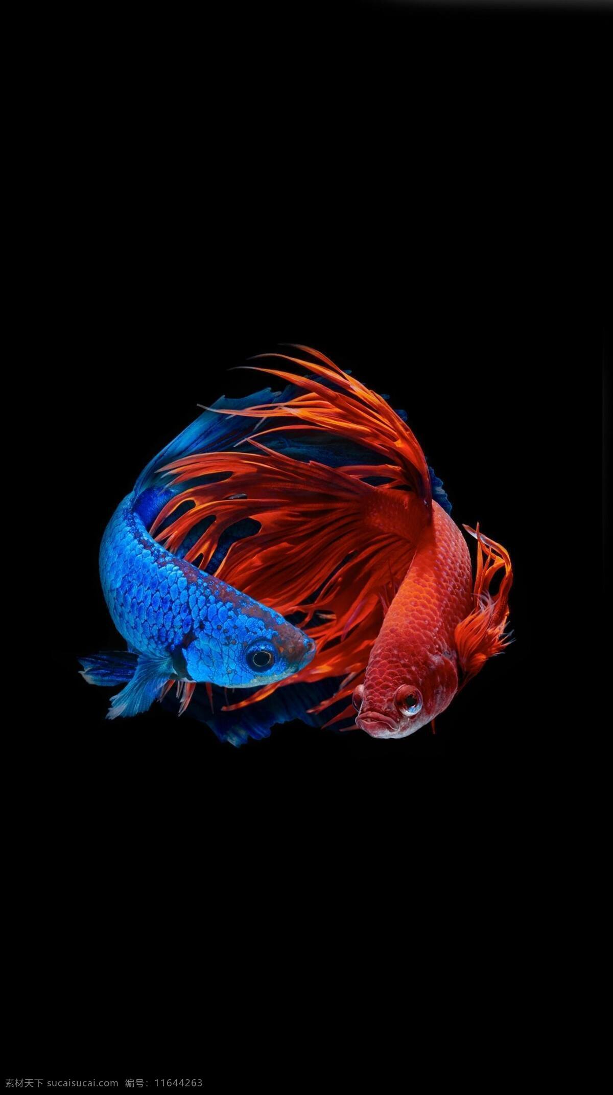 孔雀鱼 热带鱼 彩色 缤纷 动物 鱼 斗鱼