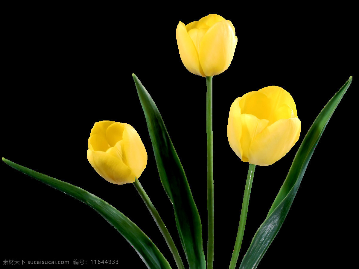 黄色 郁金香 黄色郁金香 红色郁金香 绿色背景 绿叶 荷兰郁金香 动植物 生物世界 花草