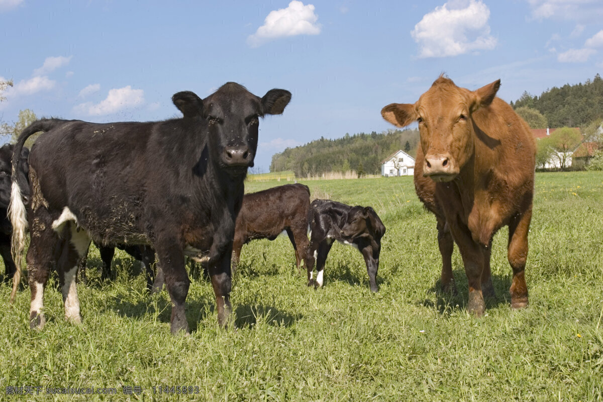草地 上 牛群 牧场 牛 动物世界 摄影图 陆地动物 生物世界