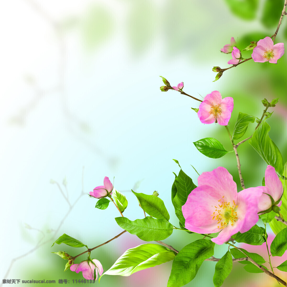 绿色 粉色 花朵 绿叶 叶子 鲜花 粉色花朵 植物 花草树木 生物世界
