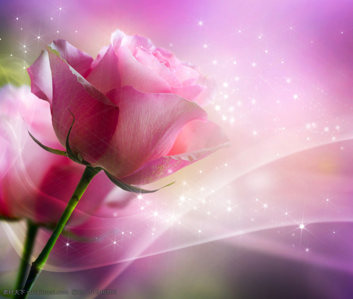 星光 点缀 玫瑰花 高清 璀璨 玫瑰 粉色 浪漫玫瑰