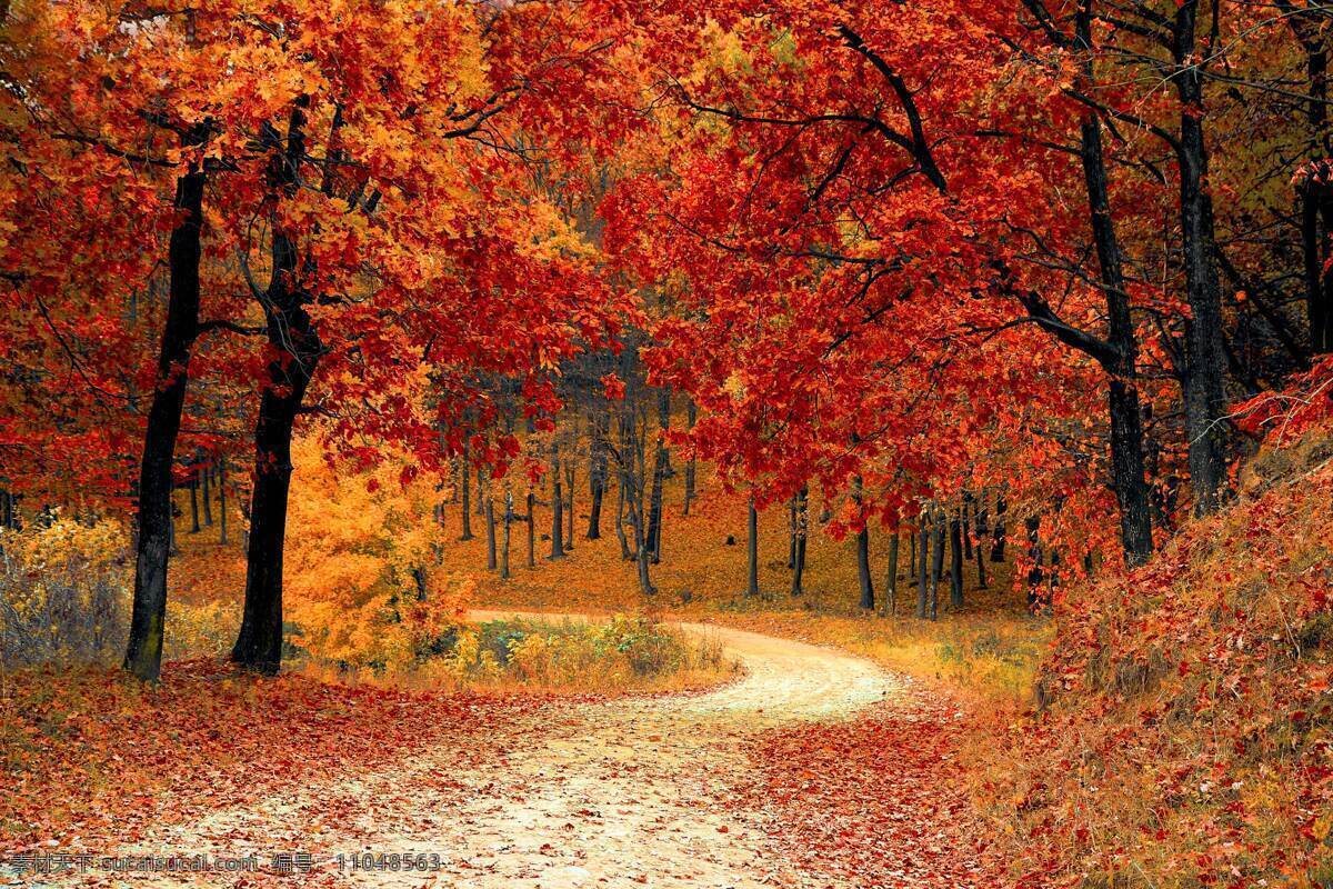 秋景 森林 秋季 道路 金黄色树叶 自然景观 自然风景