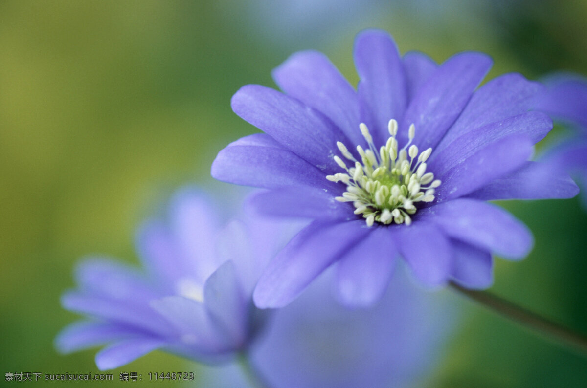紫色花朵摄影 紫色花朵 野花 花卉 鲜花 花朵 美丽鲜花 美丽风景 摄影图 鲜花背景 花草树木 生物世界 蓝色