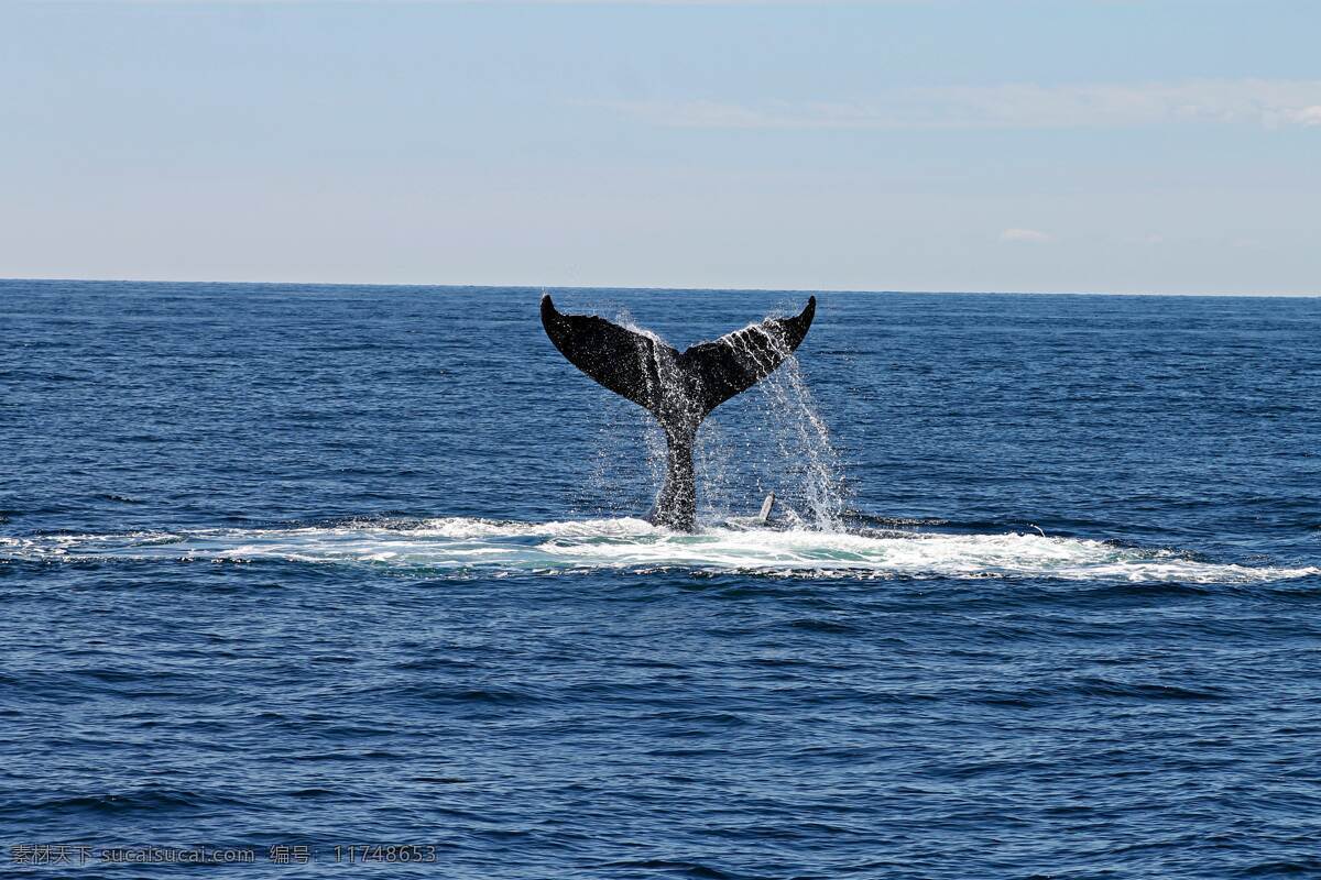 鲨鱼 鱼 游泳 海底 海鲜 鱼类 水底 海底世界 海洋 海豚 鲸鱼 可爱 恐怖 海洋动物 野生动物 活波 灵性 动物 生物世界 海洋生物 鲸鲨 蓝鲸