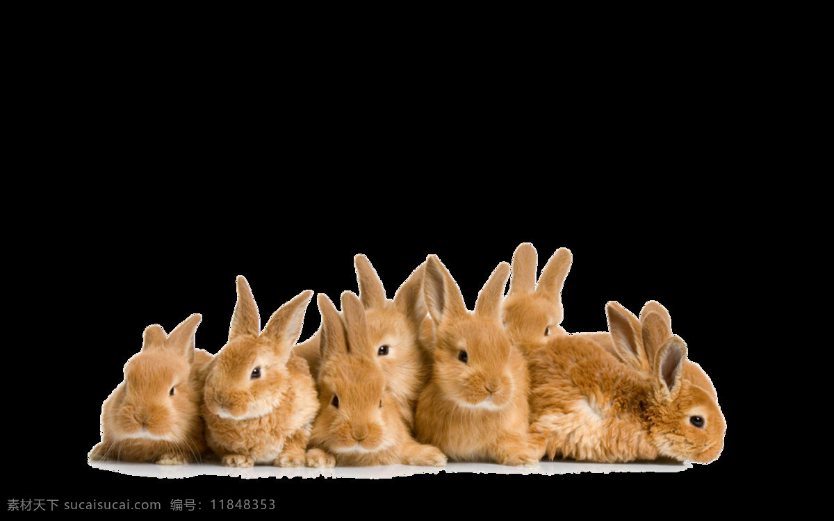 只 紧 挨着 兔子 免 抠 透明 超 萌 可爱 小 可爱呆萌兔子 可爱小兔子 大兔子 萌兔子 兔子素材