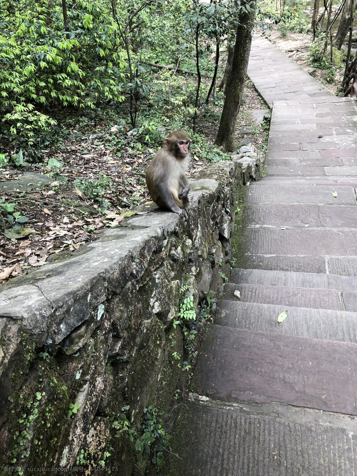 猴子风景图片 猴子 风景 梯子 树 猴子静坐 旅游摄影 国内旅游