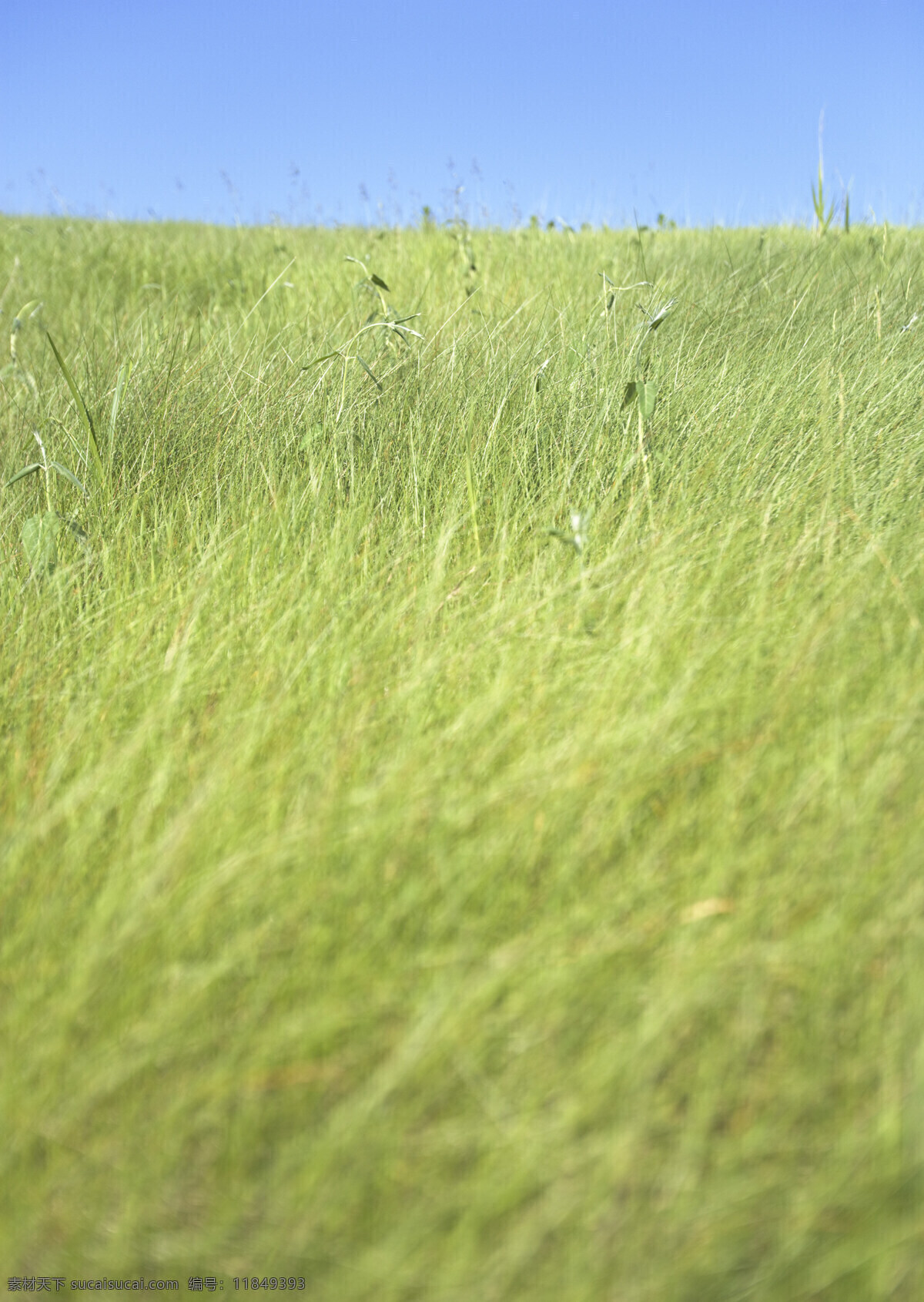 草地图片素材 草原风光 草原 蓝天 湿地 自然风景 自然景观 高清图片 草地 绿色 草原主题 大自然 碧绿的草地 花草树木 生物世界