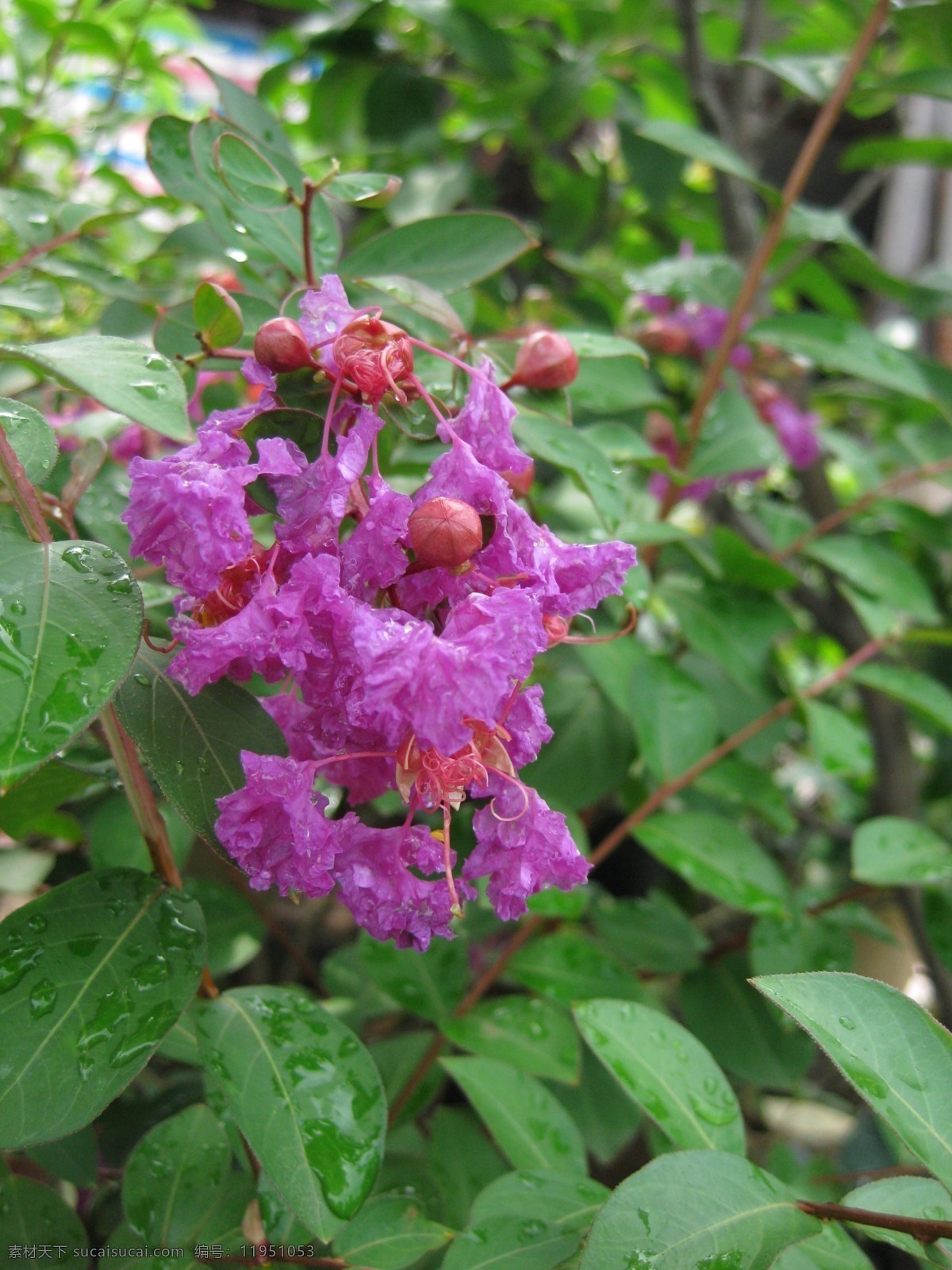 紫薇 绿叶 紫花 露水 花蕾 生物世界 花草 摄影图库