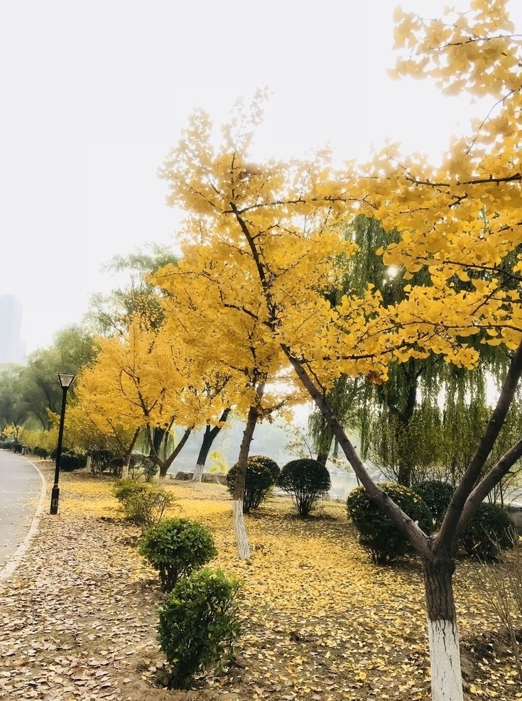 银杏树图片 银杏树 秋天 黄色 路边 清冷 自然风光 自然景观 田园风光