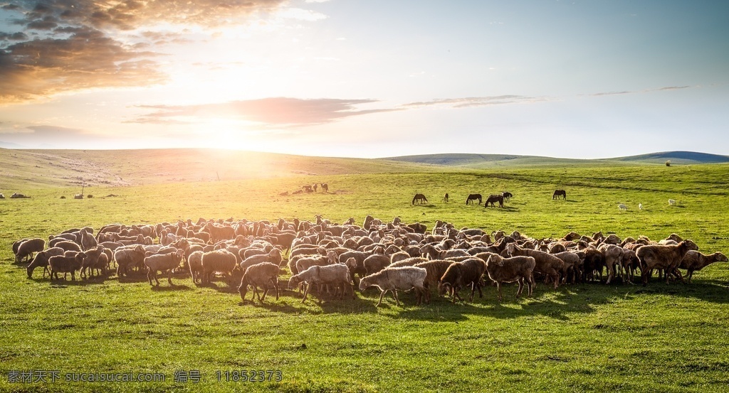草地 上 羊群 远山 夕阳 云彩 落日 草地上的 家禽家畜 生物世界