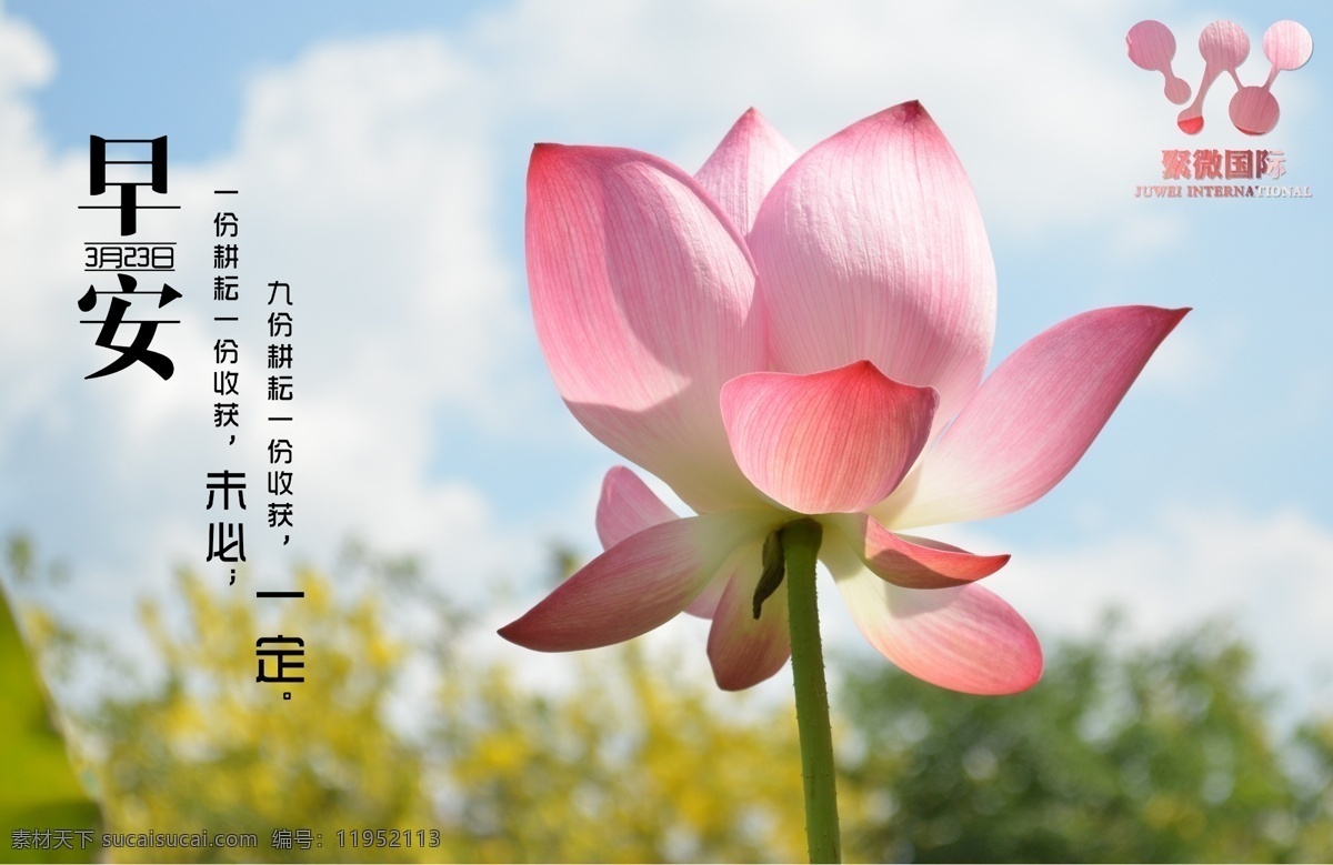 早安 美景 阳光 蓝天白云 花朵 绿色 励志 白色