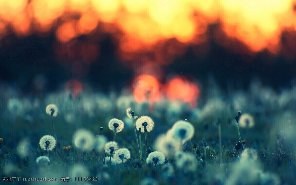 夕阳 壁纸 蒲公英 背景 花卉 模糊 植物 背景图片