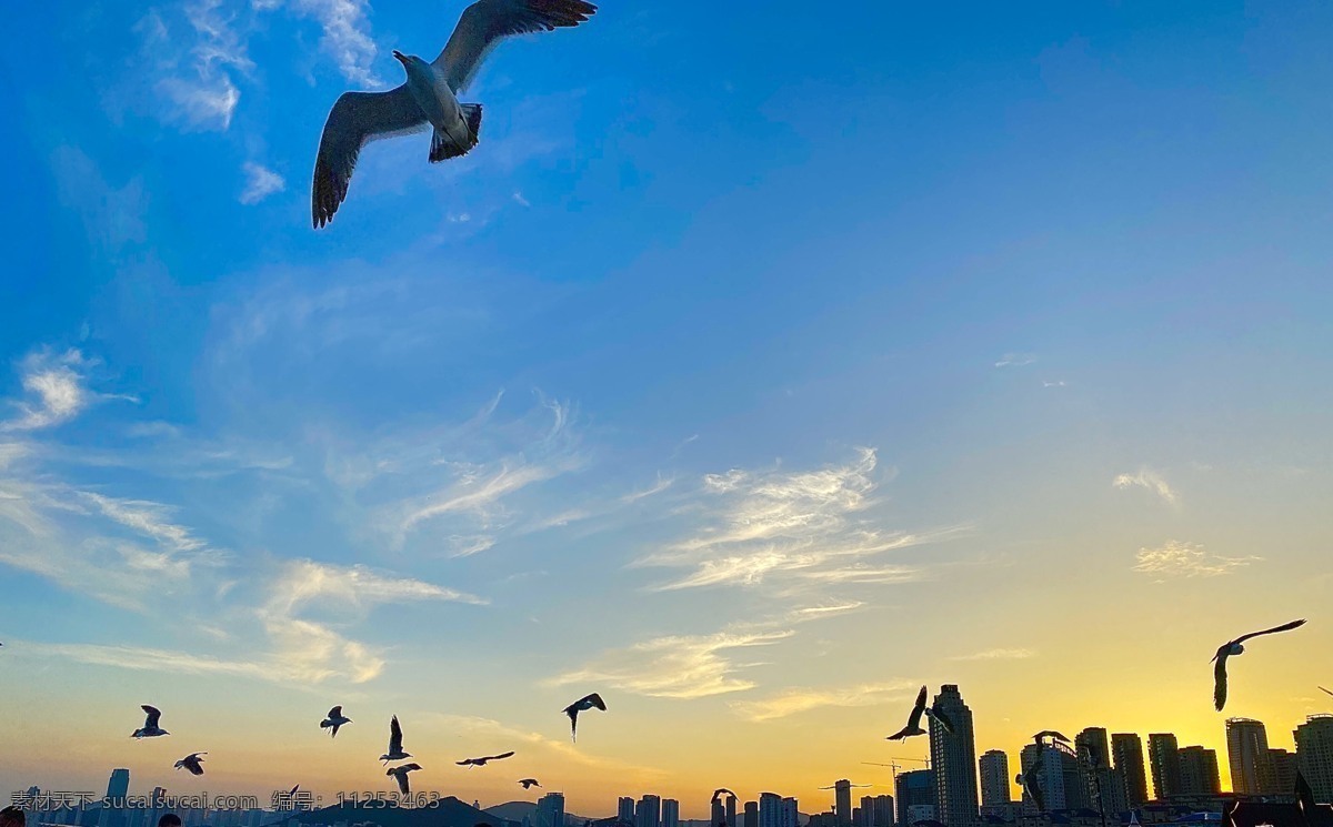 蓝天白云 天空 白云 蓝天 自然景观 自然风景 城市景观 海鸥