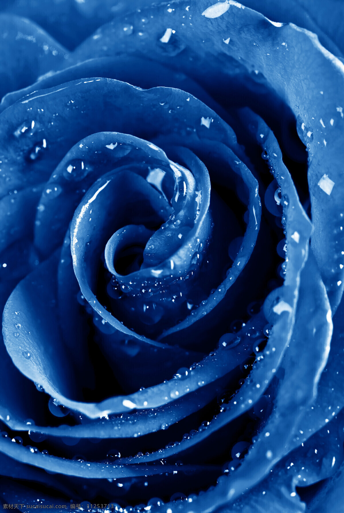 蓝玫瑰 玫瑰 鲜花 植物 水滴 水珠 露水 玫瑰特写 玫瑰花摄影 花草 生物世界