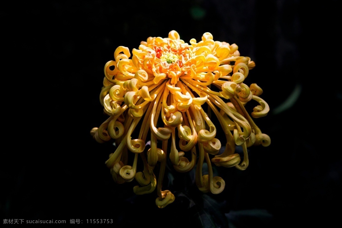 光影下的菊花 菊花 黄色的菊花 丝菊 菊花特写 生物世界 花草 黑色