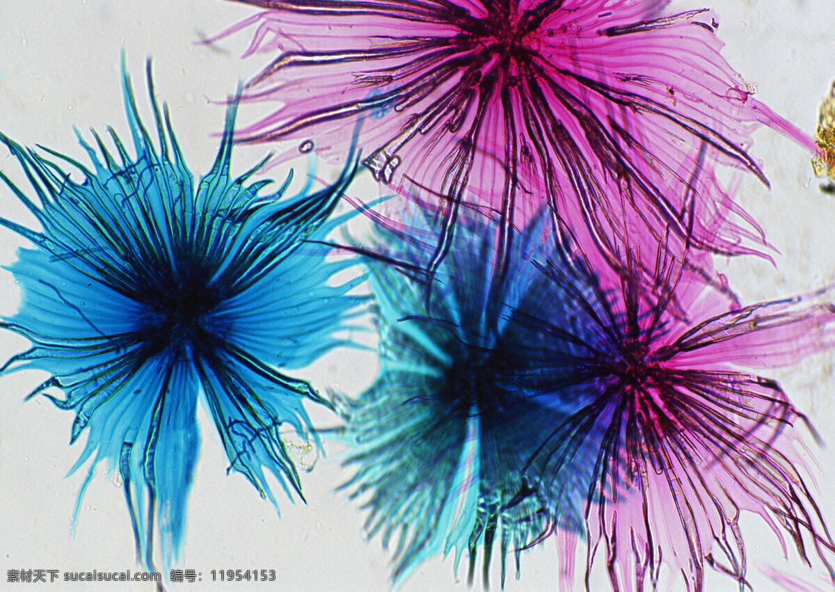 细胞 微生物 蓝色 红色素 其他生物 生物世界