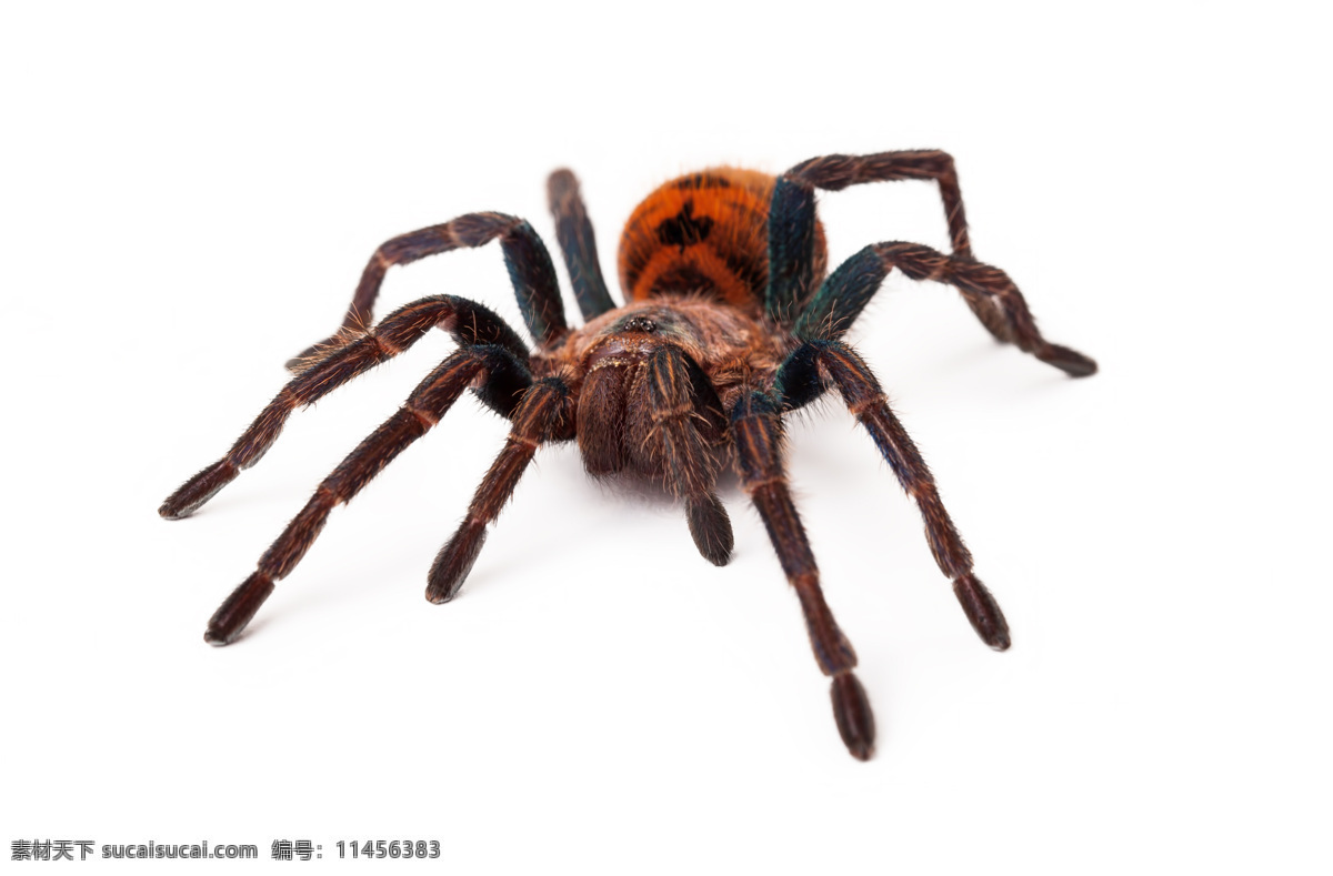 只 蜘蛛 节肢动物 动物摄影 动物世界 动物昆虫 昆虫世界 生物世界