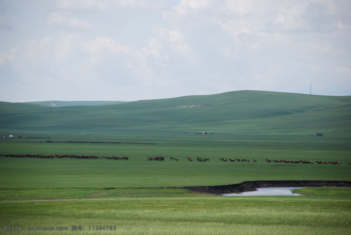 辽阔的草原 草原 牛羊 万马奔腾 风景 草地 自然风景 自然景观