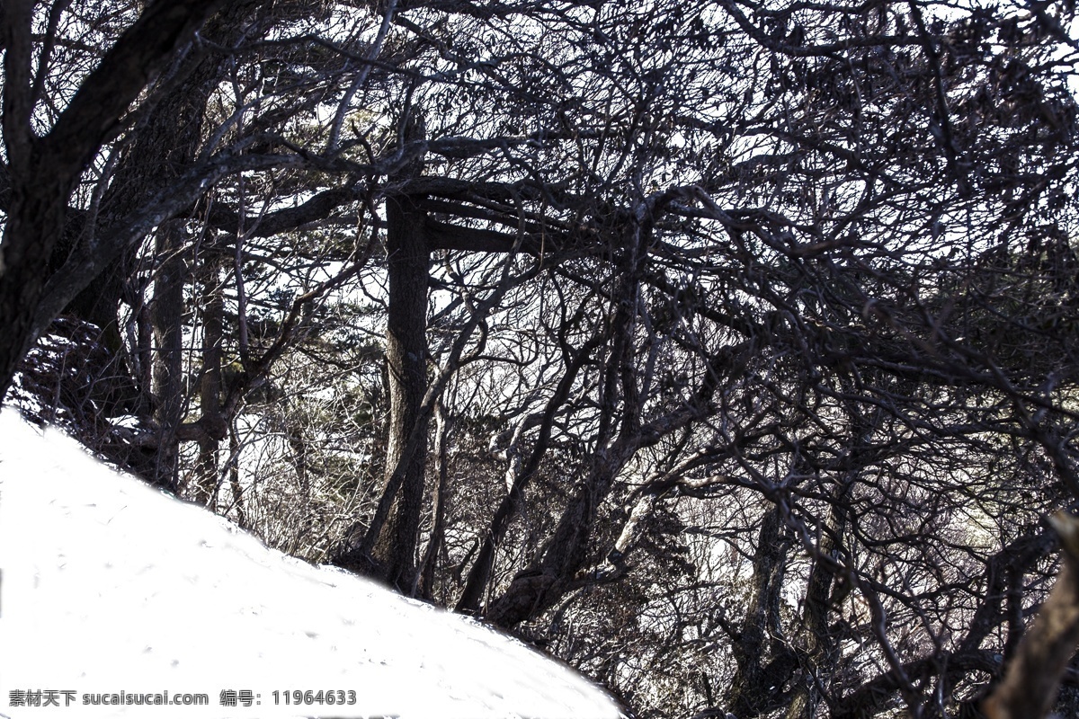 冬天 树林 白雪皑皑 密密麻麻 枯枝 高大无比 大气 巍然屹立 植物 自然景色 粗壮 风光独特 百年老树