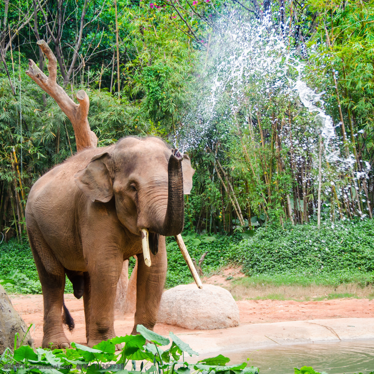 鼻子 喷水 大象 象 鼻子喷水 野生动物 动物世界 陆地动物 生物世界