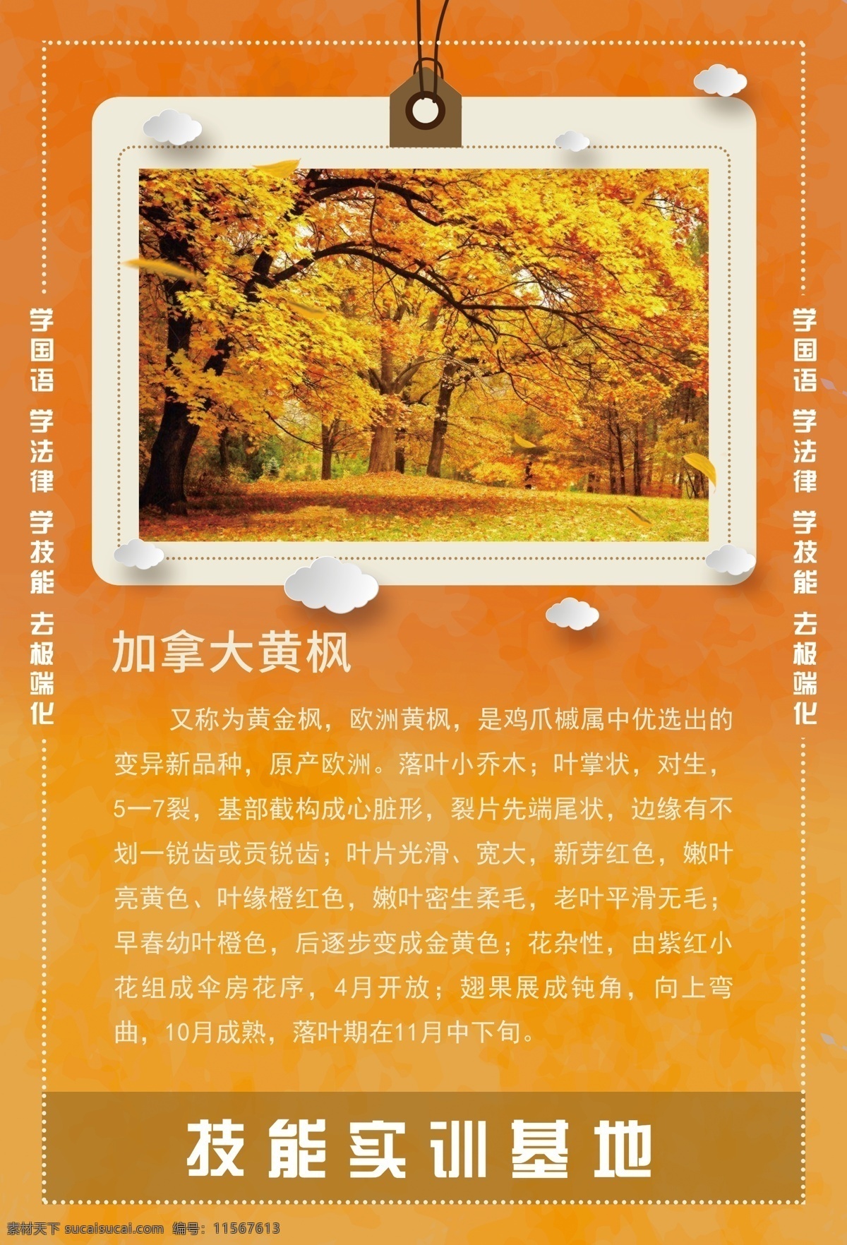加拿大黄枫 树 植物 系列 植物简介 树枝 海报 挂画 精艺广告