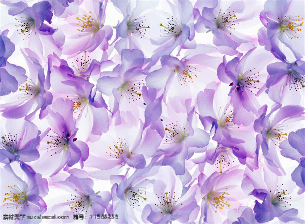 神秘 浪漫 紫色 花朵 壁纸 图案 壁纸图案 黄色花蕊 浪漫风格 植物壁纸 紫色花朵