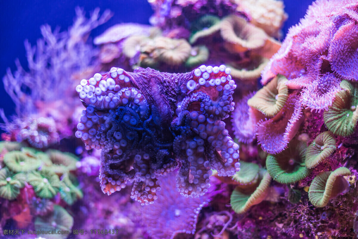 海底珊瑚 海底 鱼 蓝色 珊瑚 蓝色背景 自然风景 生物世界 五彩海报 彩色鱼 浅海鱼 海洋 海鱼 海景 海洋生物
