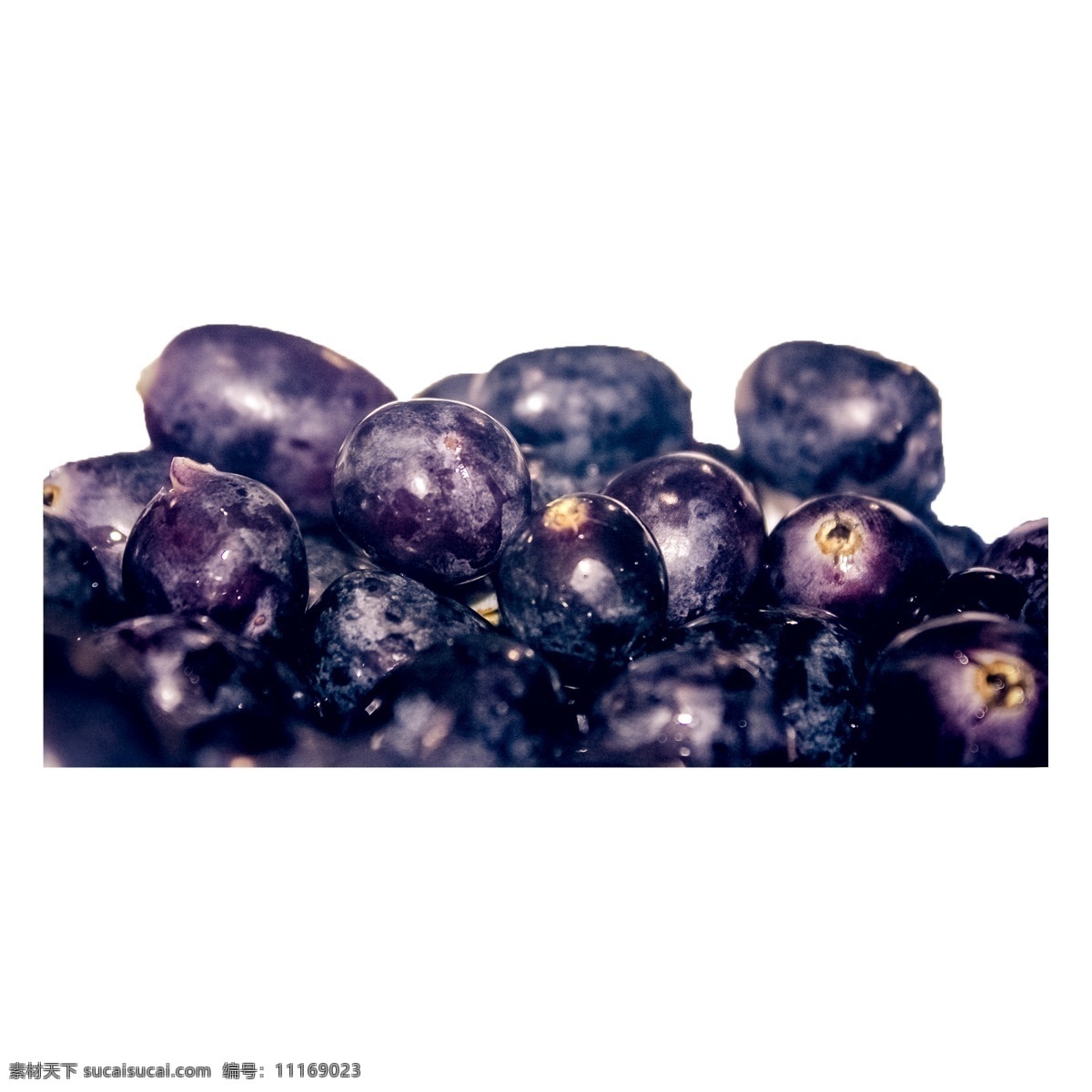 许多 新鲜 葡萄 许多葡萄 紫色葡萄 植物 水果 营养 大颗粒 维生素 美味 采摘 现摘