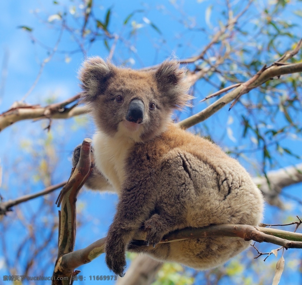 澳大利亚 树袋熊 考拉 灰色 树上 生物世界 野生动物