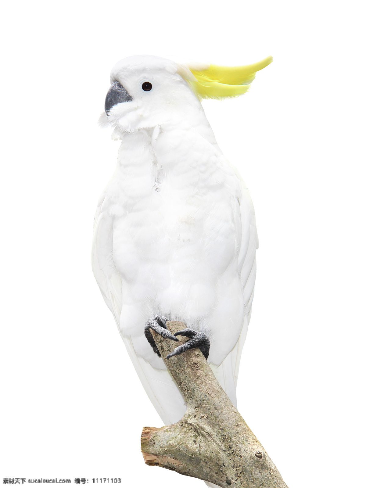 鹦鹉图片 鹦鹉 白色鹦鹉 七彩鹦鹉 巴哥 美丽鹦鹉 鹦鹉素材 鸟类 特写 生物世界