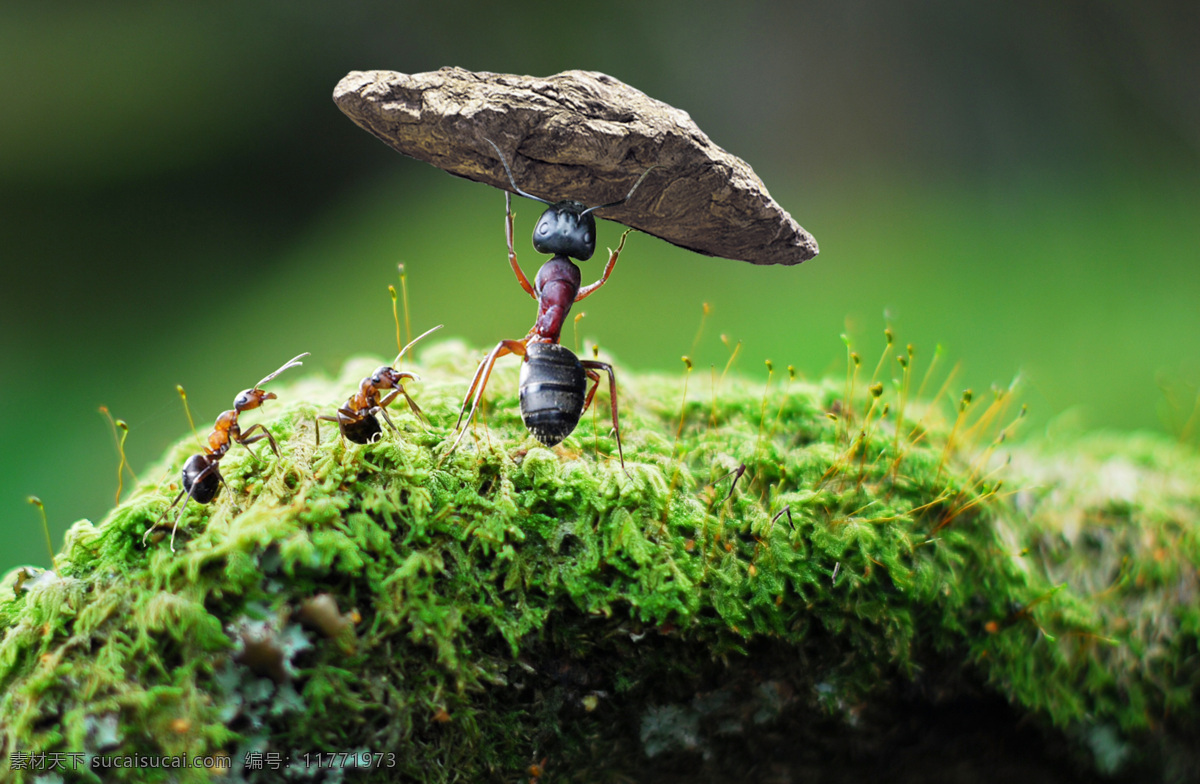 蚁公搬山 绿植 蚂蚁 石头 生物 世界 昆虫 高清大图 背景大图 壁纸 背景壁纸 生物世界