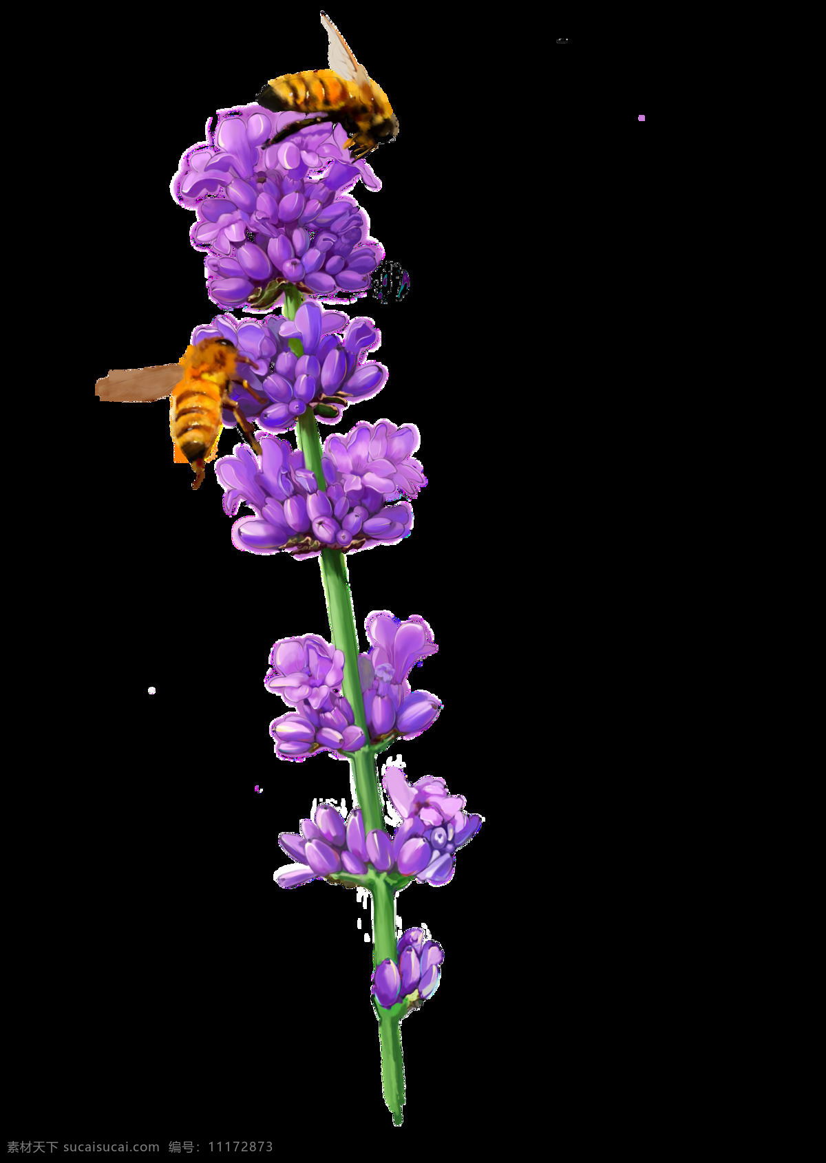 株 紫色 花枝 透明 动物 花朵 蜜蜂 免扣素材 透明素材 植物 装饰图片
