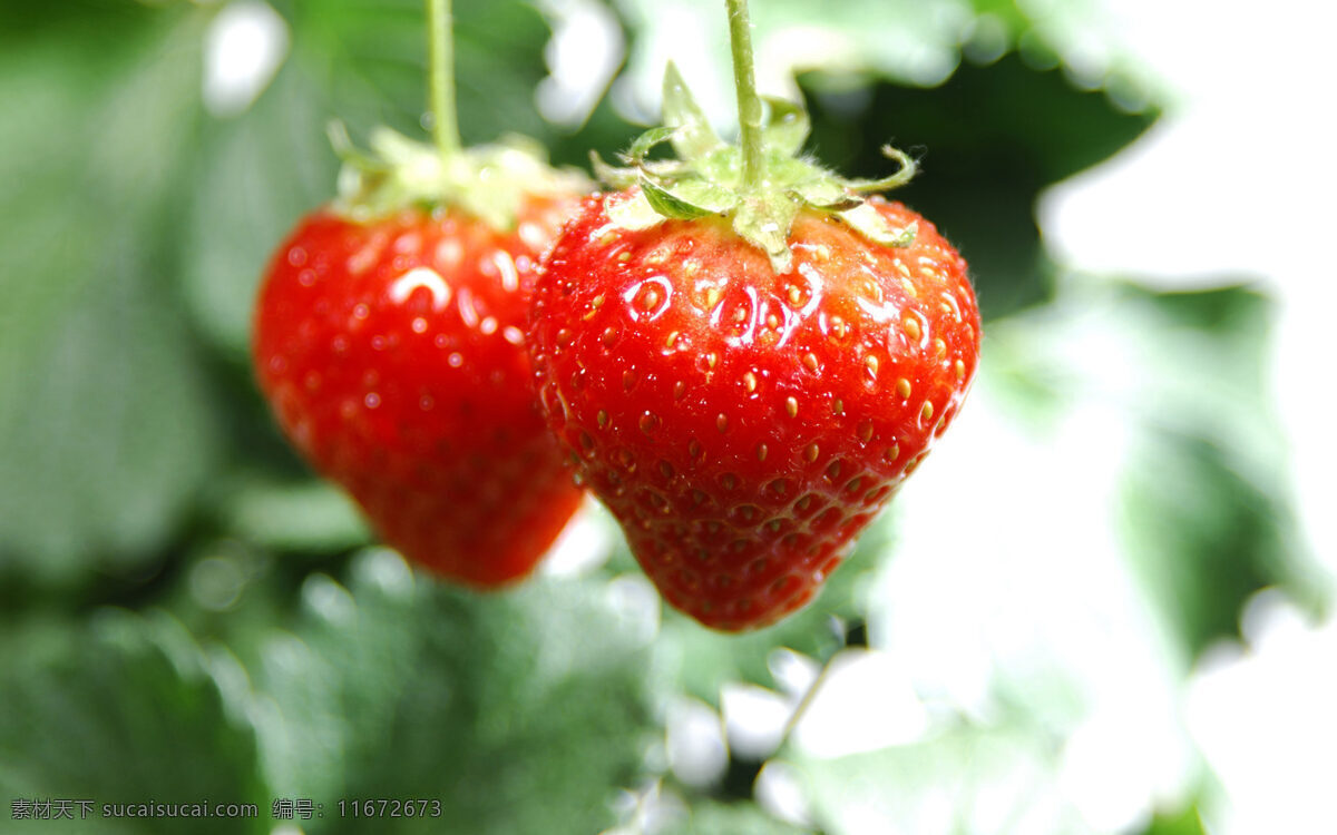 高清 水果 草莓 草莓图片 水果图 水果图片 草莓的图片 风景 生活 旅游餐饮