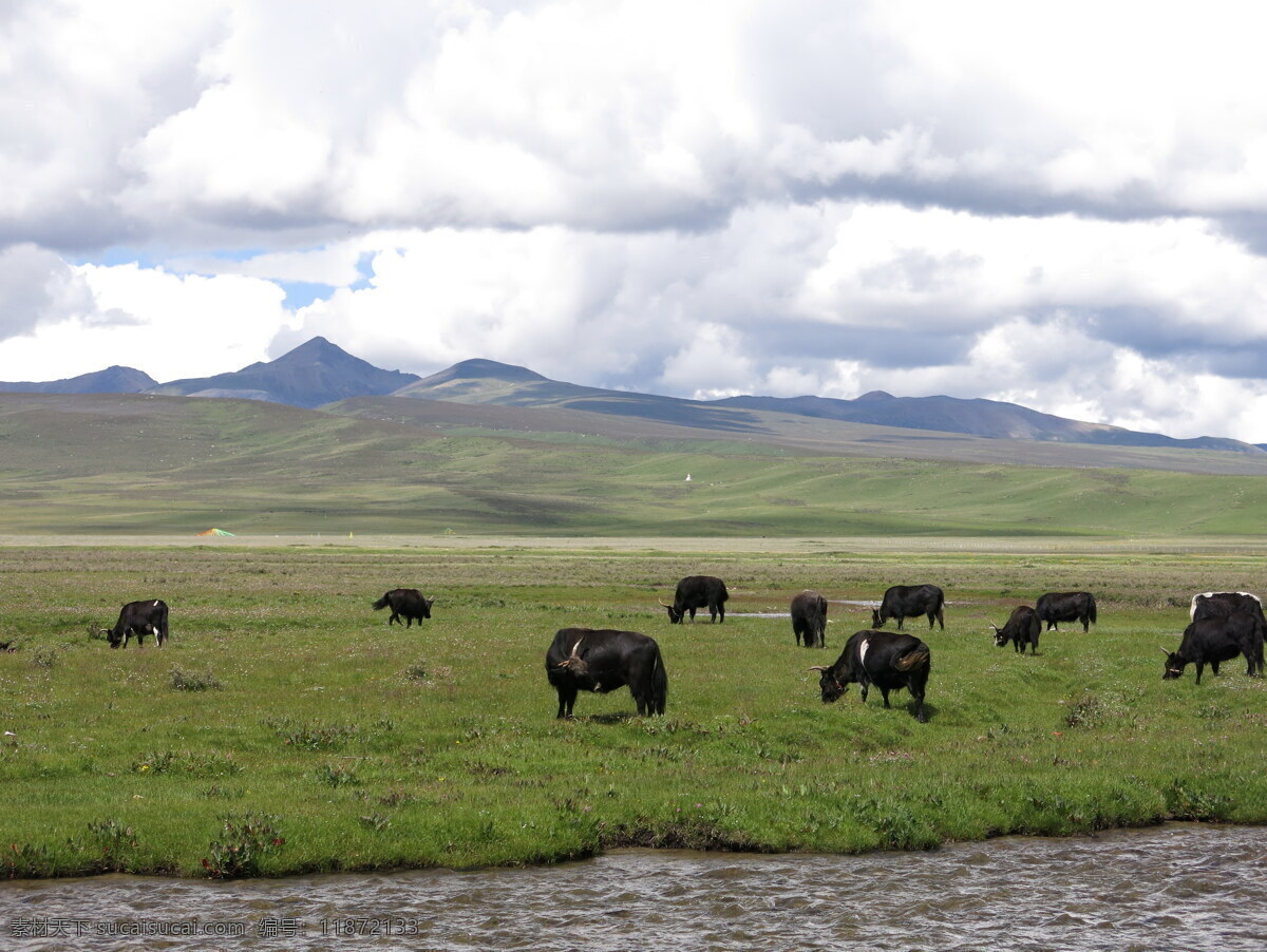 牦牛风景 牦牛 野牦牛 西藏牦牛 高原牦牛 西藏 高原 高山 高寒 高山牛 牛 牛群 大草原 草原 哺乳动物 动物 生物世界 风景图 自然景观 自然风景