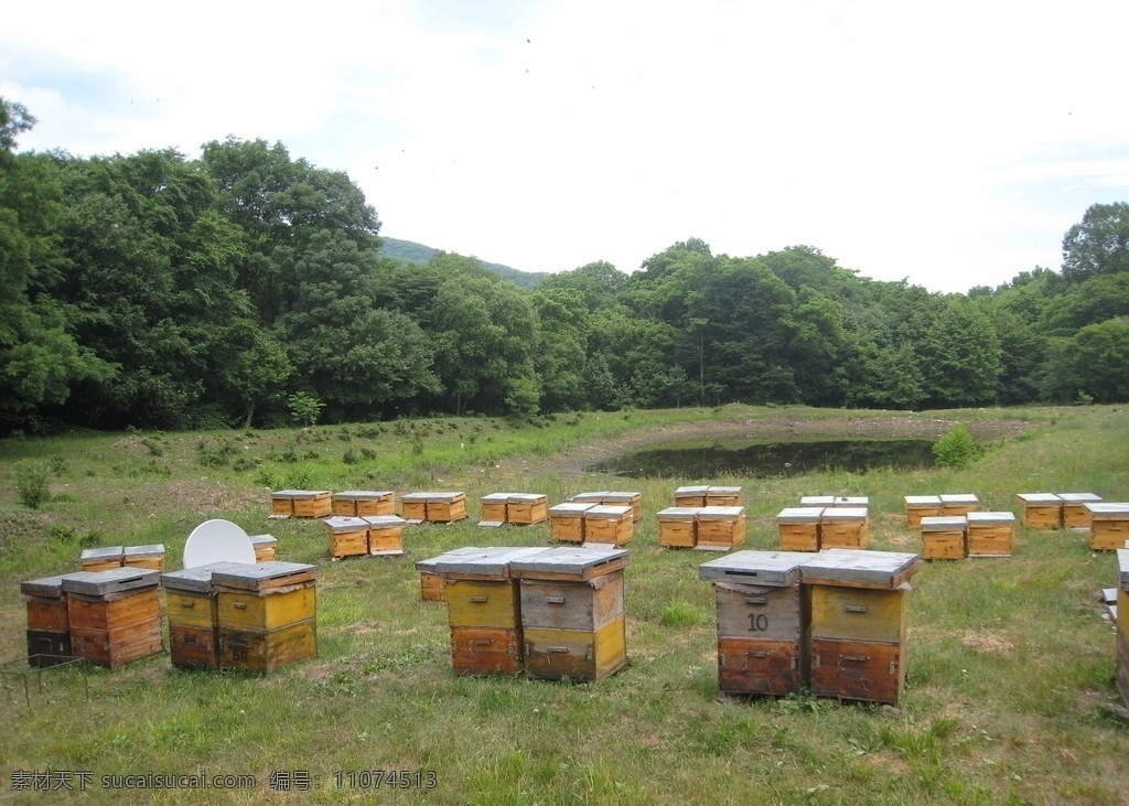 长白山蜂场 山 森林 山林 自然风光 树林 蜜蜂 蜂 蜂场 上 白山 山水风光 山水风景 自然景观