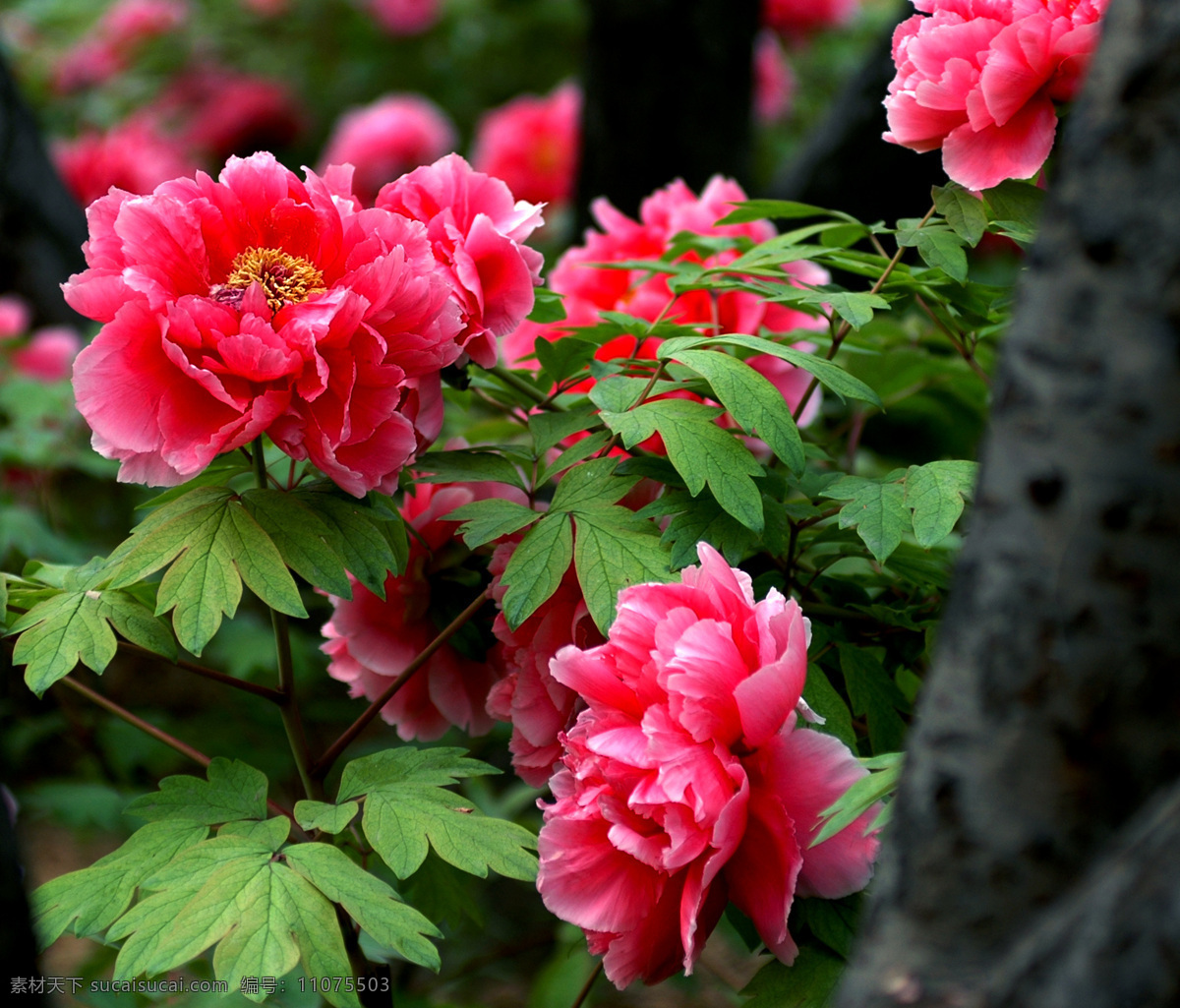牡丹花 粉白花 绿叶 花枝 花盆 花草 生物世界 红花 名花