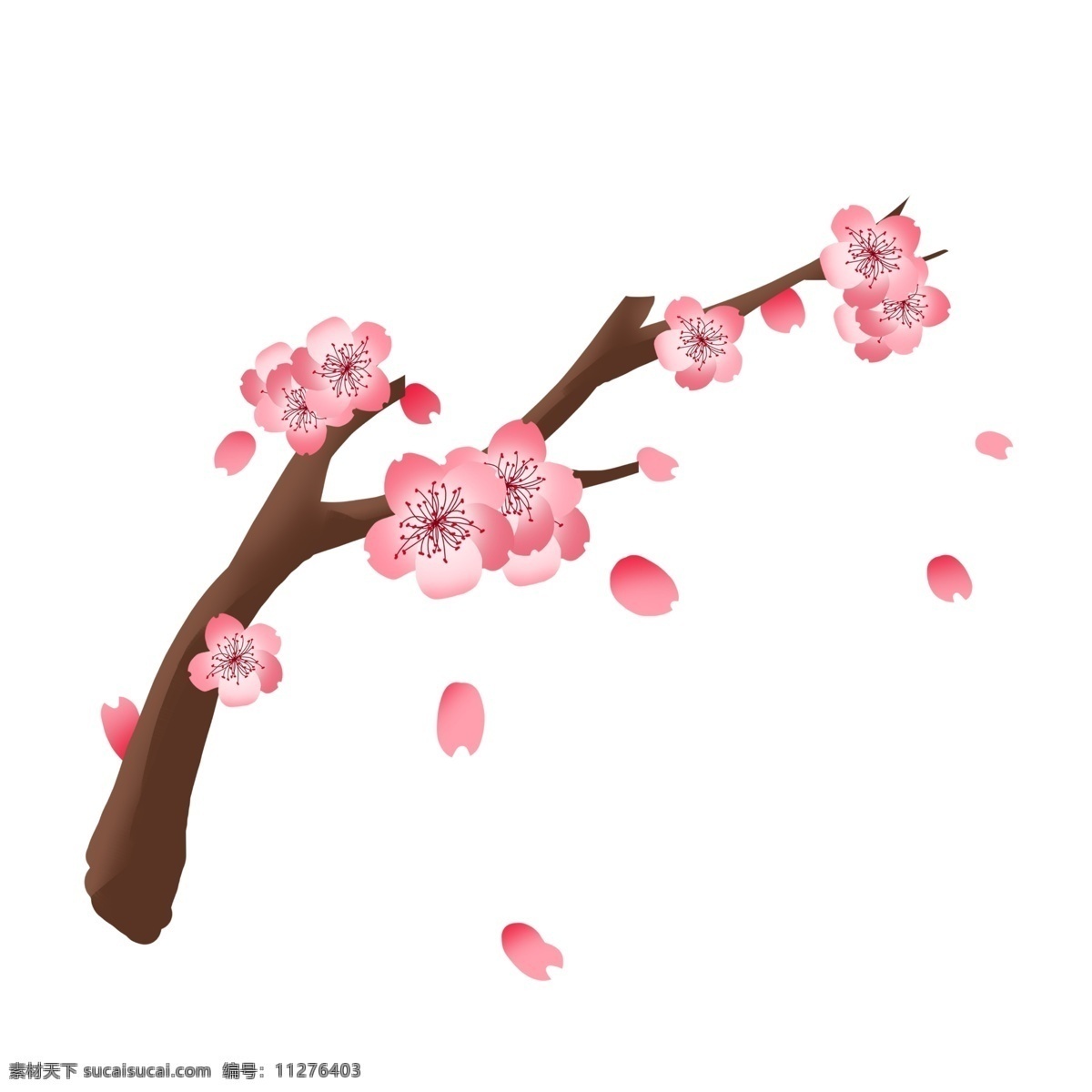 小 清新 樱花 花枝 插画 樱花枝 小清新樱花 绽放粉色樱花 粉色樱花枝 鲜花花朵插画 树枝 樱花插画