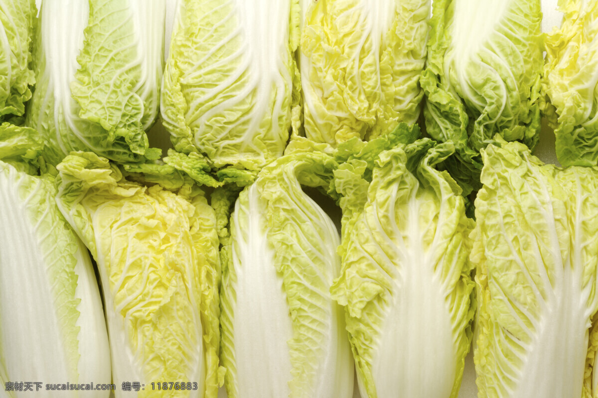 白菜 超市蔬菜 健康生活 健康饮食 绿色生活 生物世界 蔬菜 娃娃菜 新鲜白菜 白菜底图 白菜名片背景 白菜背景 新鲜蔬菜 菜篮子 水果蔬菜 蔬菜批发 风景 生活 旅游餐饮