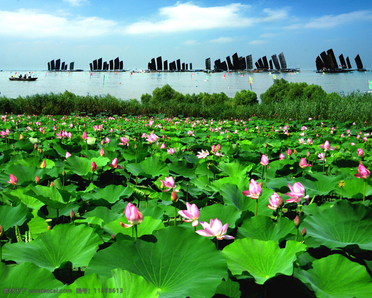 美丽 洪泽湖 荷花 美丽的洪泽湖 鲜艳的荷叶 美丽的湖泊 风景 生活 旅游餐饮