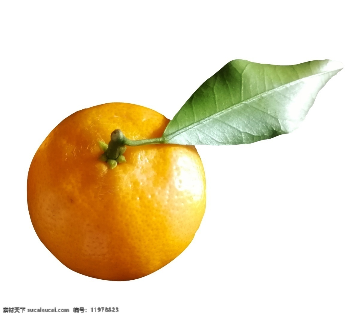 新鲜 橘子 纯天然 水果 新鲜的橘子 味美价廉 绿色食品 健康 可口 物体 美食 食材 食物
