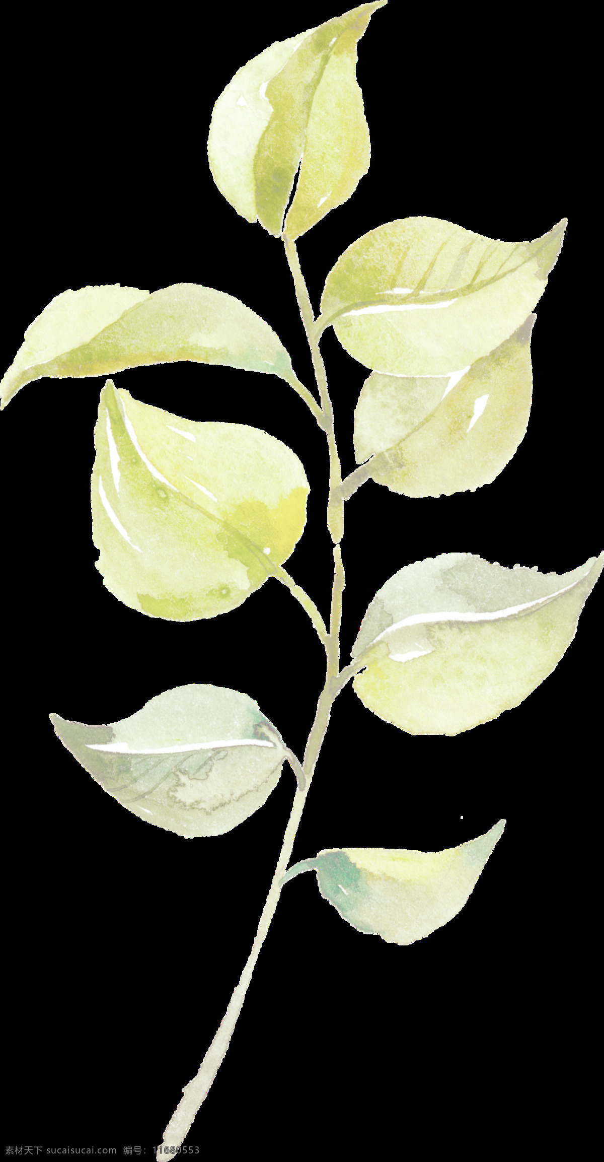 手绘 绿茶 叶子 透明 绿叶 水彩 八片叶子 叶枝 透明素材 装饰图案