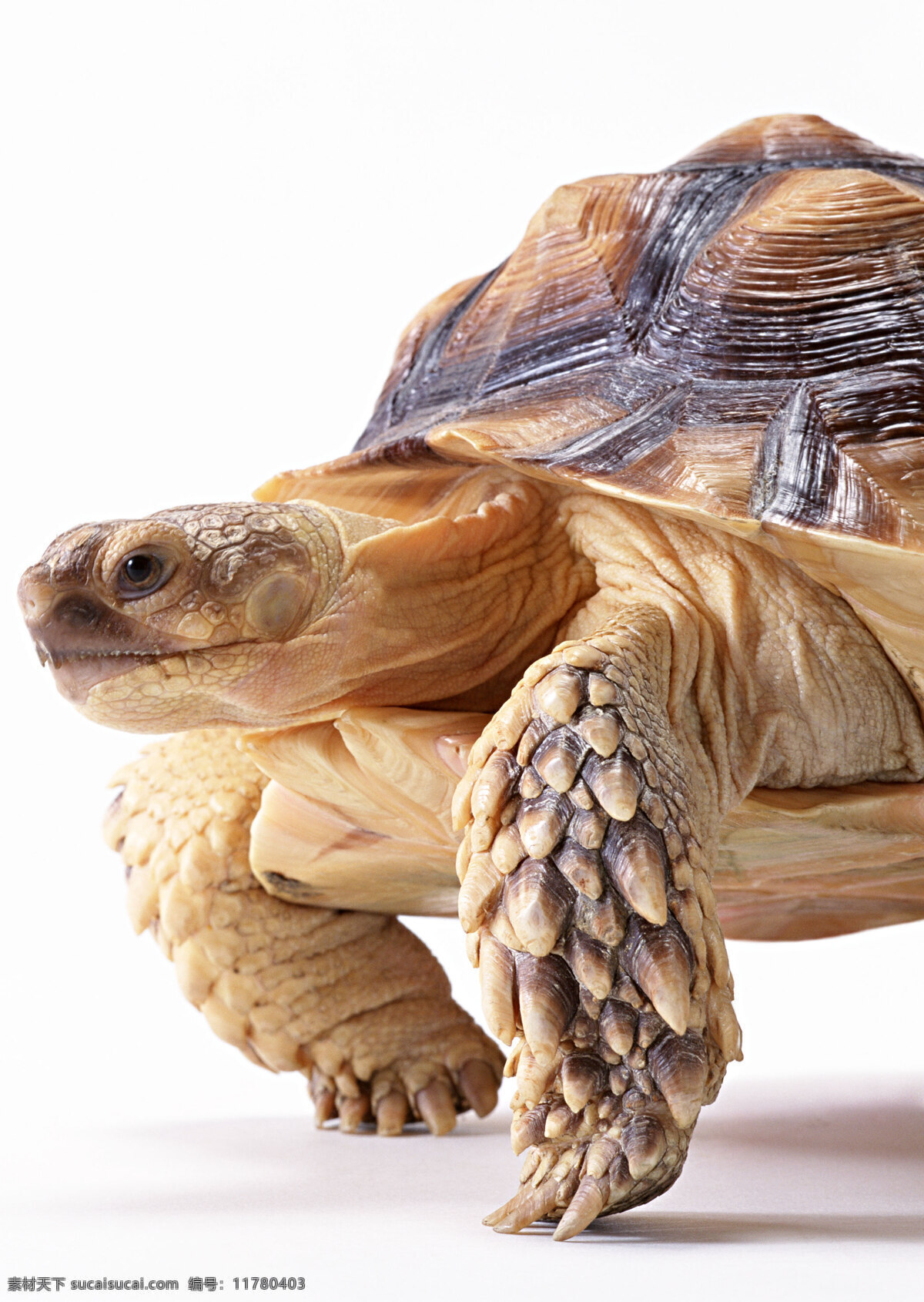 乌龟 爬行动物 水产 两栖 龟壳 生物世界 设计图库