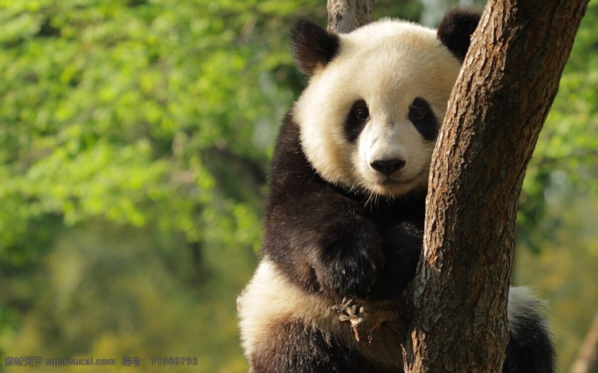国宝 大熊猫 高清 熊猫 树木 玩耍