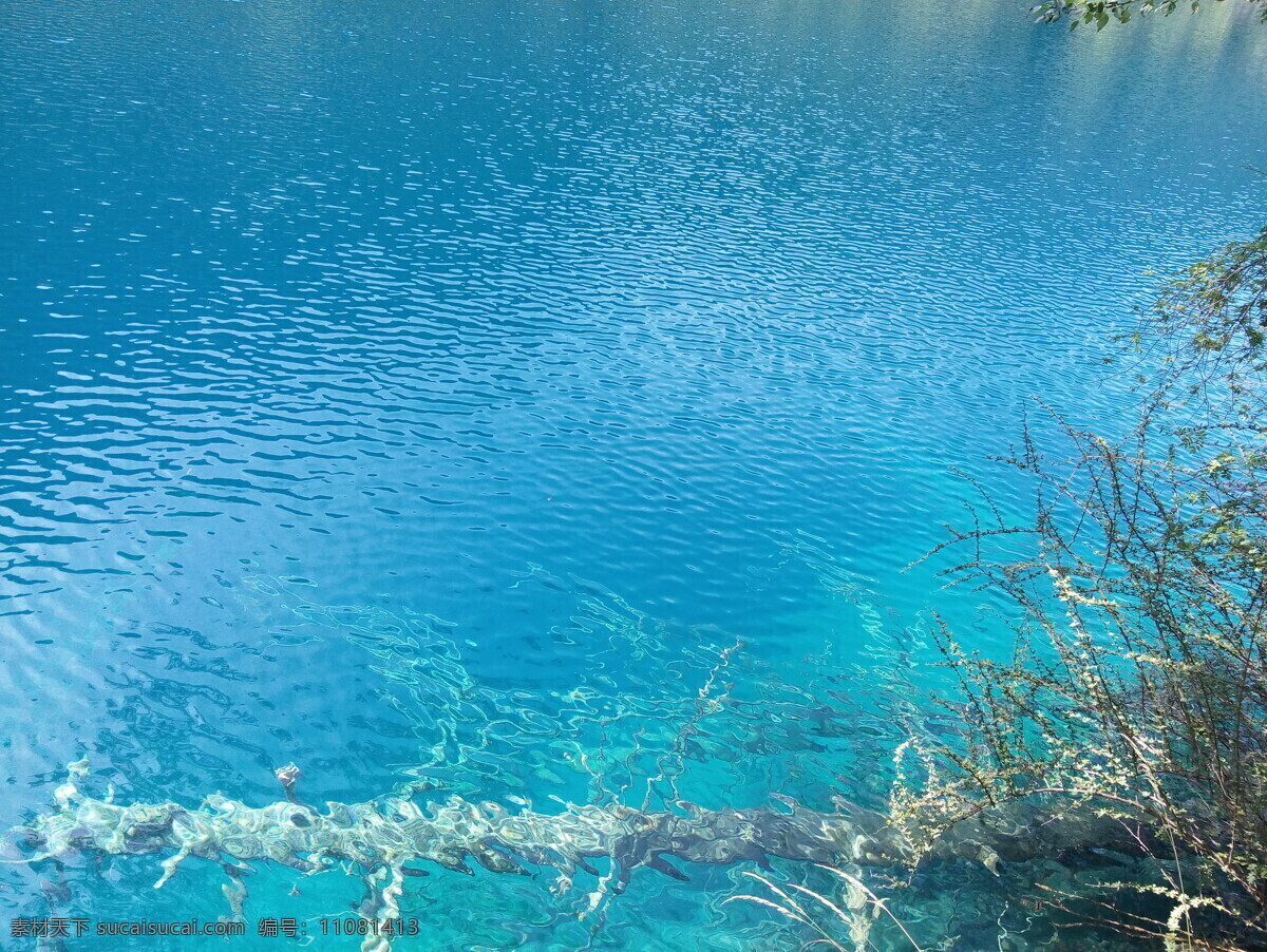 九寨沟 湖面 湖泊 波光粼粼 阳光 树干 淹没 浸泡 枝桠 自然景观 山水风景