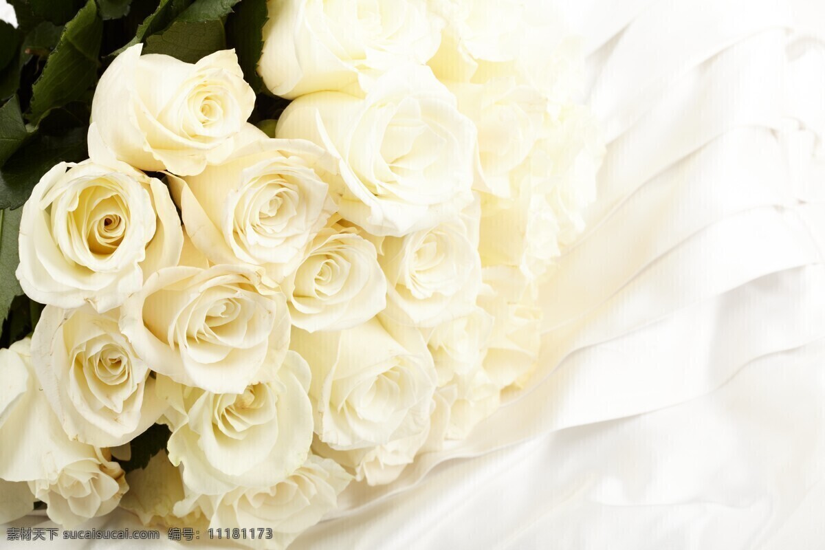 白色 玫瑰 背景图片 植物 鲜花 新鲜 美丽 花朵 花束 白玫瑰 圣洁 典雅 高贵 纯洁 背景 花草树木 生物世界