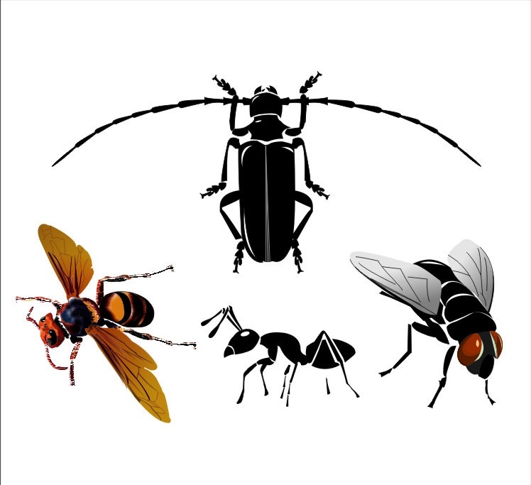 昆虫 蚂蚁 马蜂 苍蝇 天牛 虫子 生物世界 矢量
