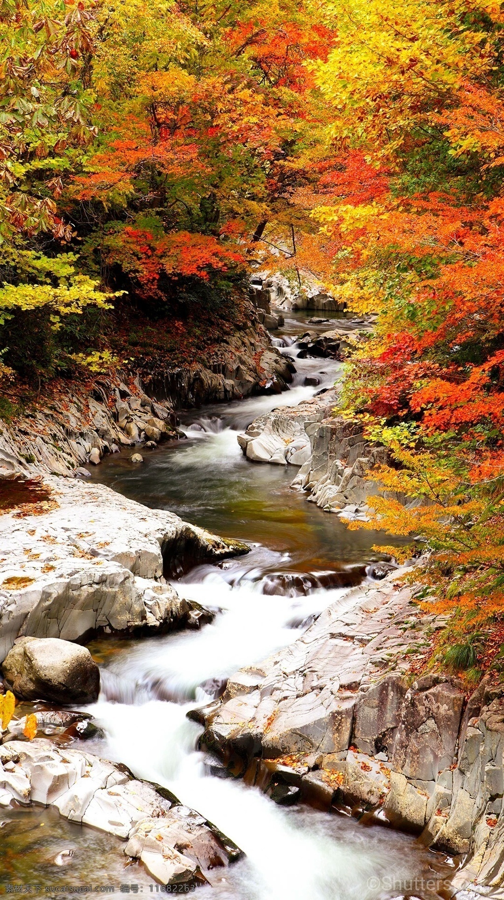 林中秋色 小溪 秋天 秋 秋色 枫叶 自然景观 自然风景