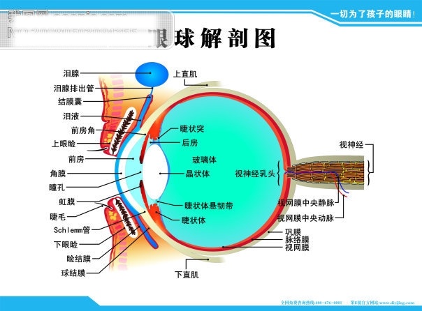 眼球 解剖 图 　 医疗 器官 医院