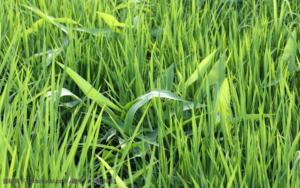 鸭趾草 水稻杂草 阔叶杂草 植物 自然风景 自然景观